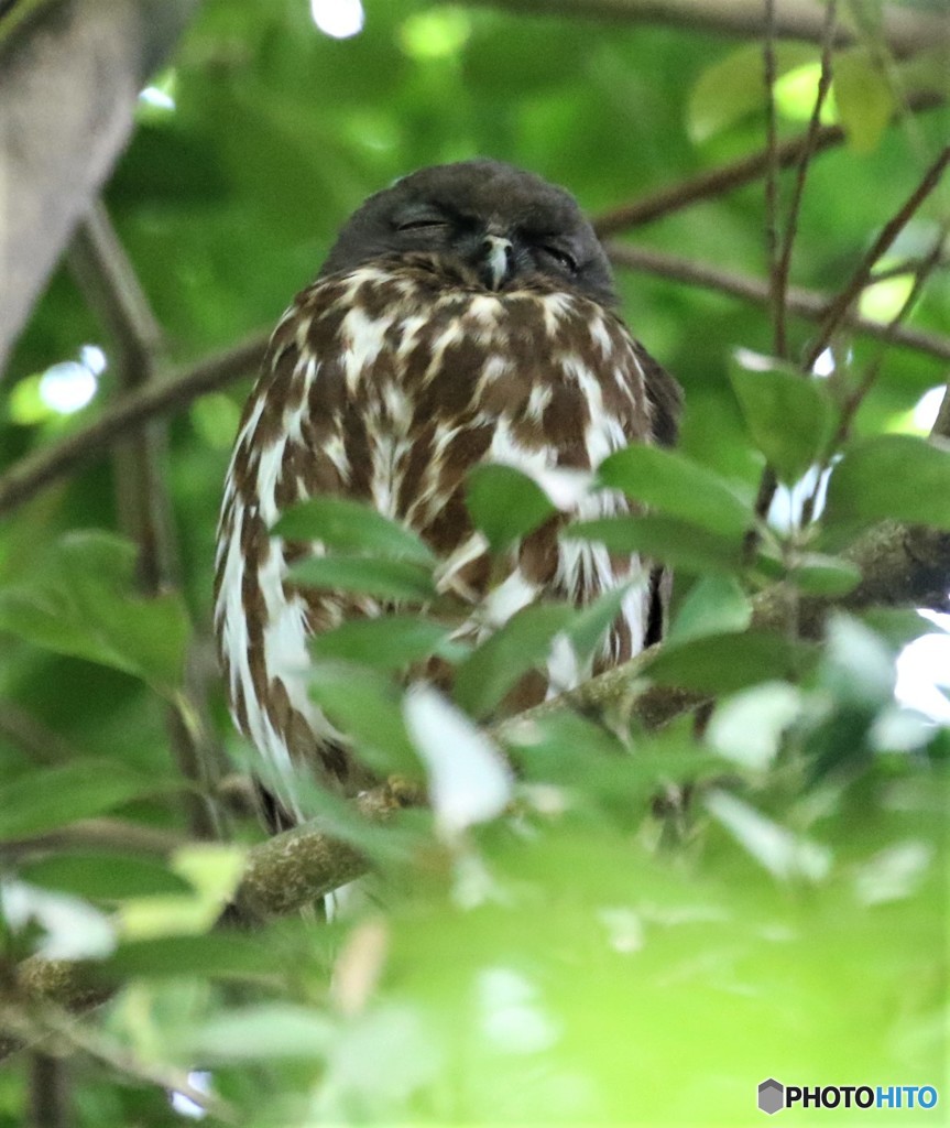 今季初見・アオバズクさん。