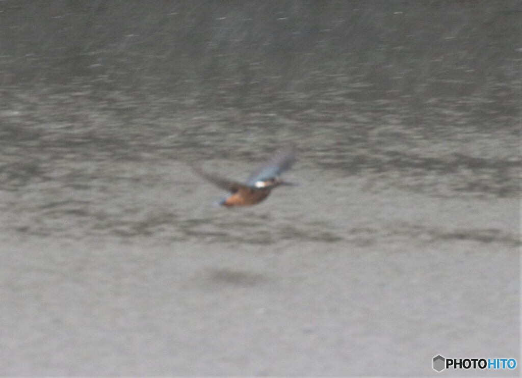 雨の中のカワセミさん。