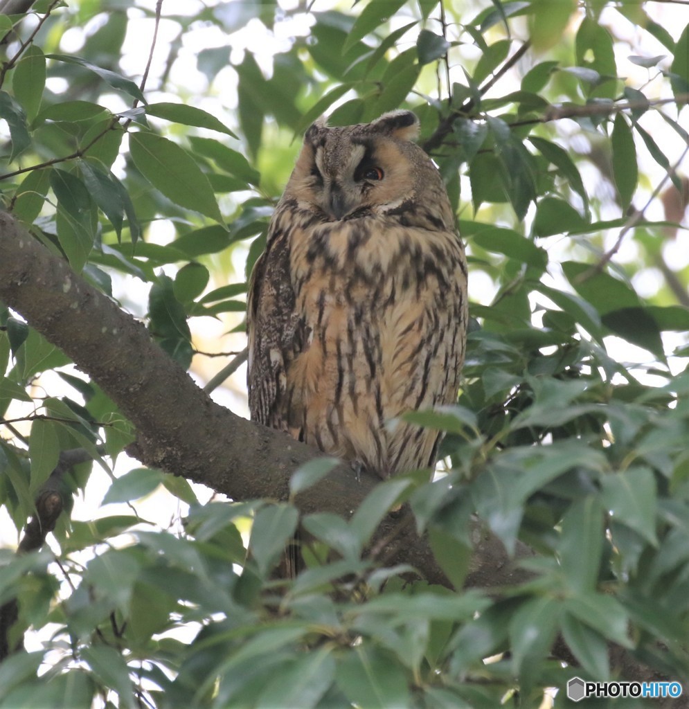 トラフズクさん。