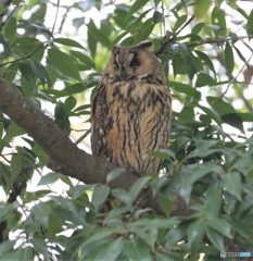 トラフズクさん。
