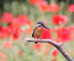 ポピーの花をバックにカワセミさん。