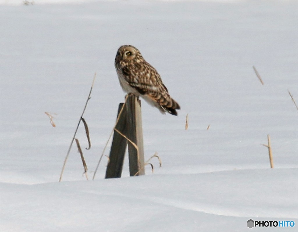 コミミズクさん。