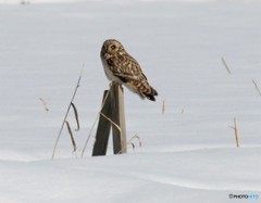 コミミズクさん。