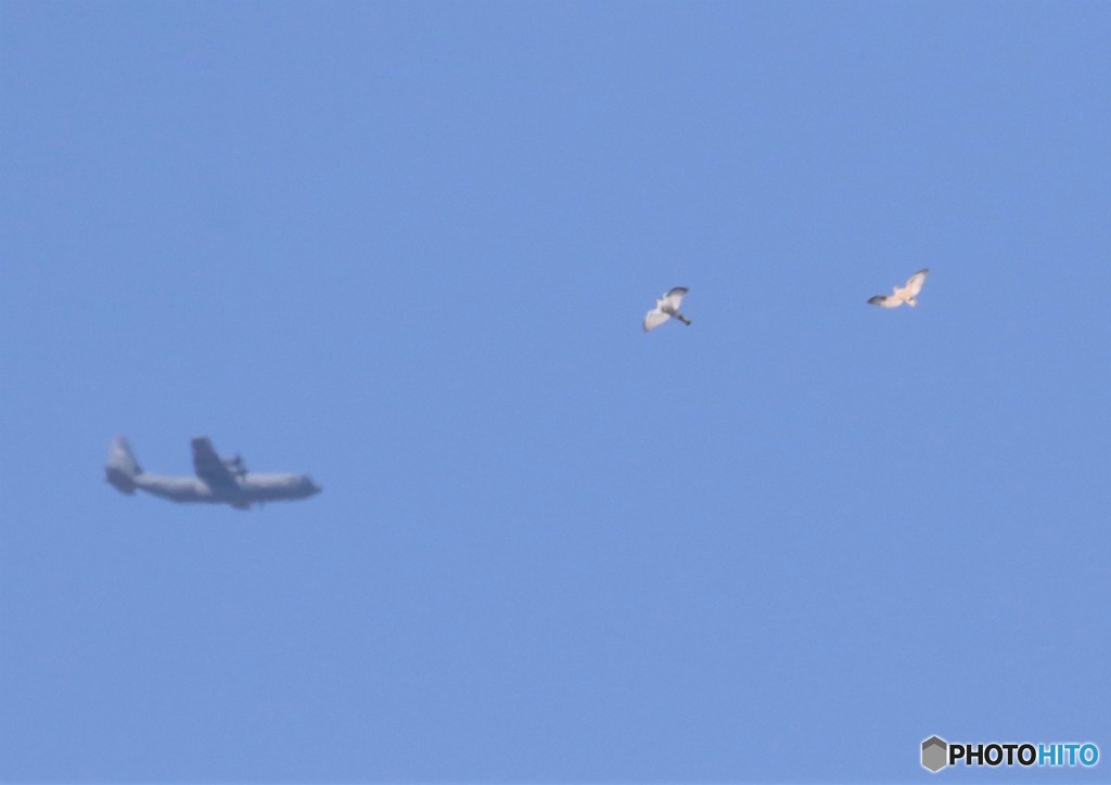 ハイタカさんと米軍機。