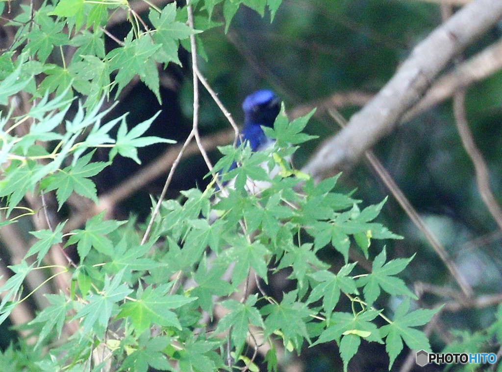 モミジが暮れ。