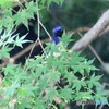 モミジが暮れ。