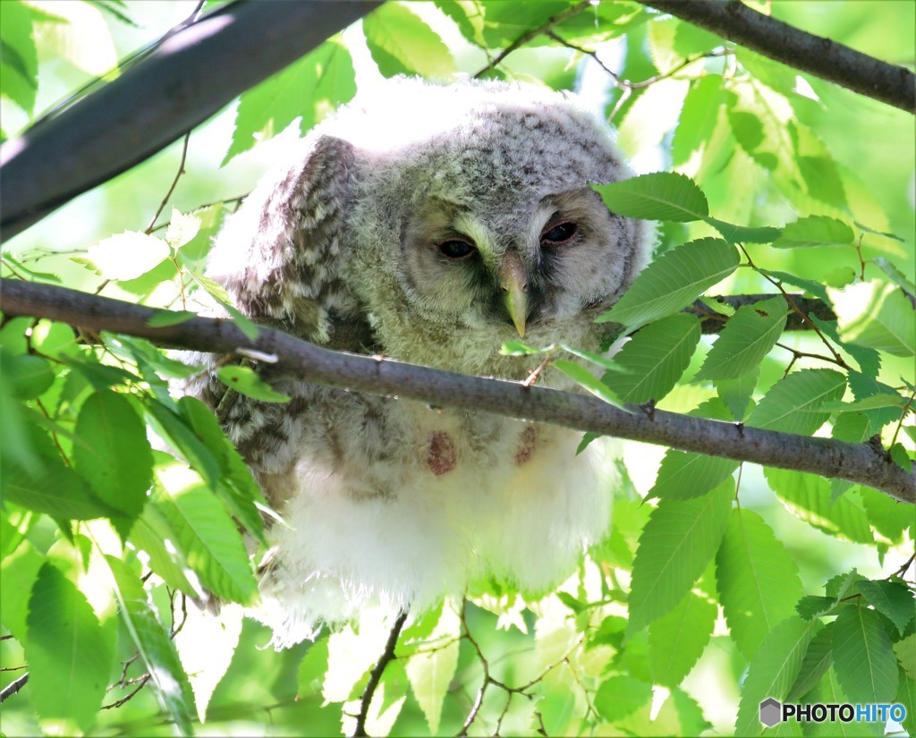 フクロウ２兄弟・２番子