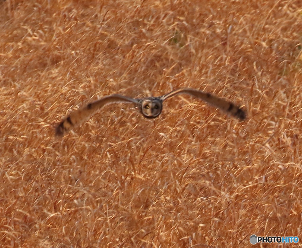 コミミズクさん。
