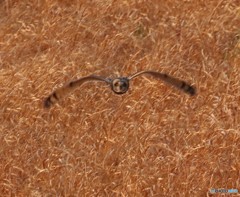コミミズクさん。