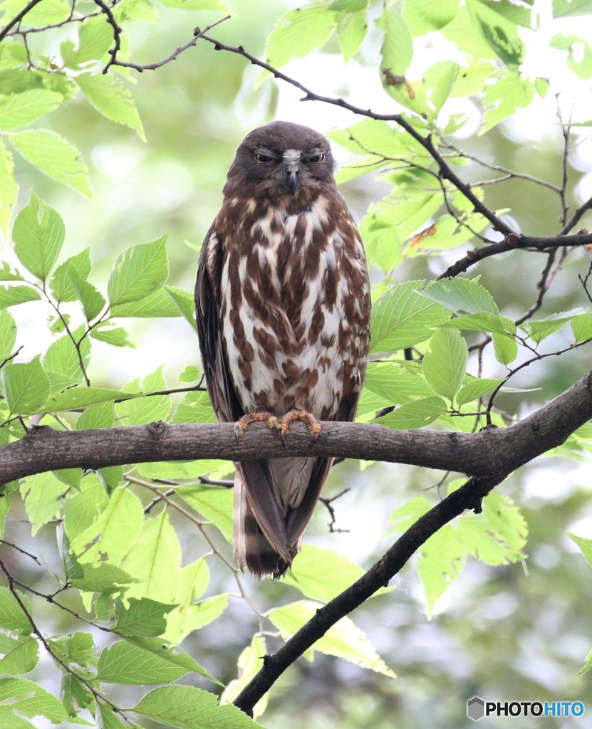アオバズクさんのお父さん。