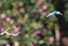 カワセミさん。