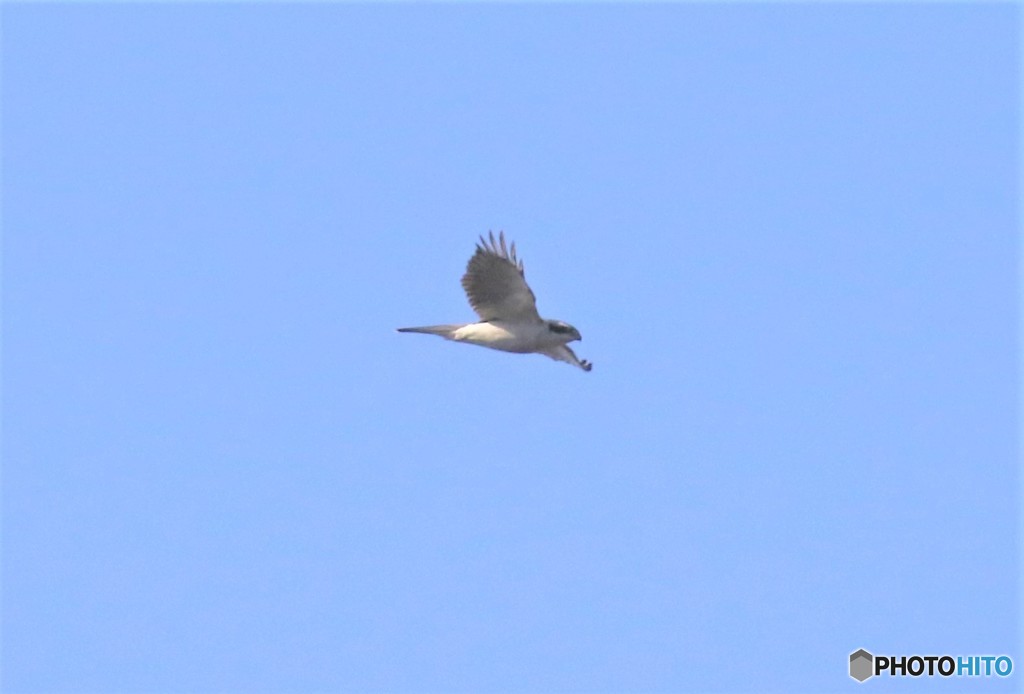 オオタカさん。