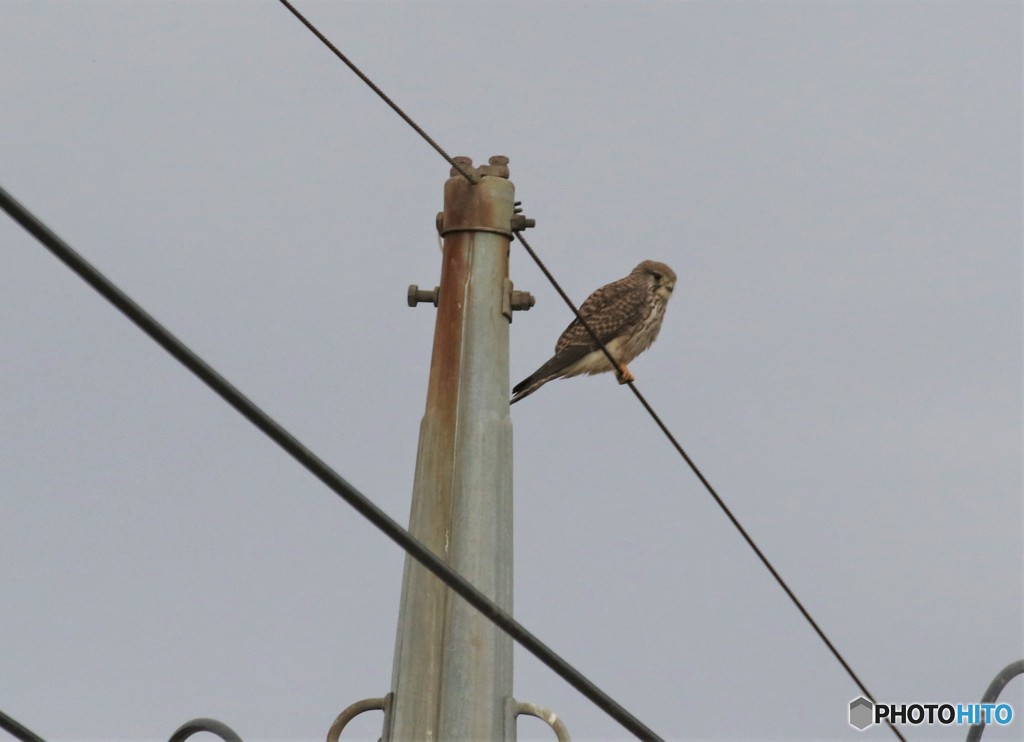 チョウゲンボウさん。