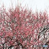 寒紅梅が、見ごろに