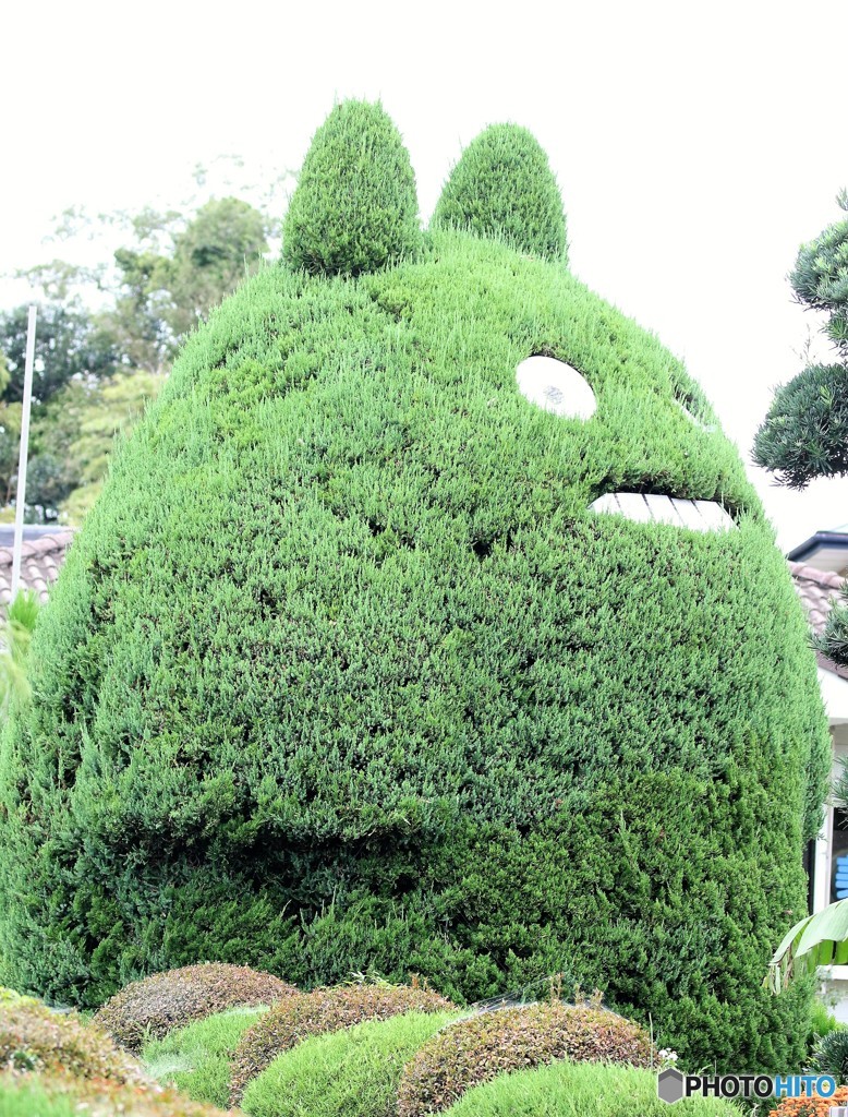 トトロの木。
