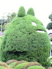 トトロの木。