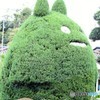 トトロの木。