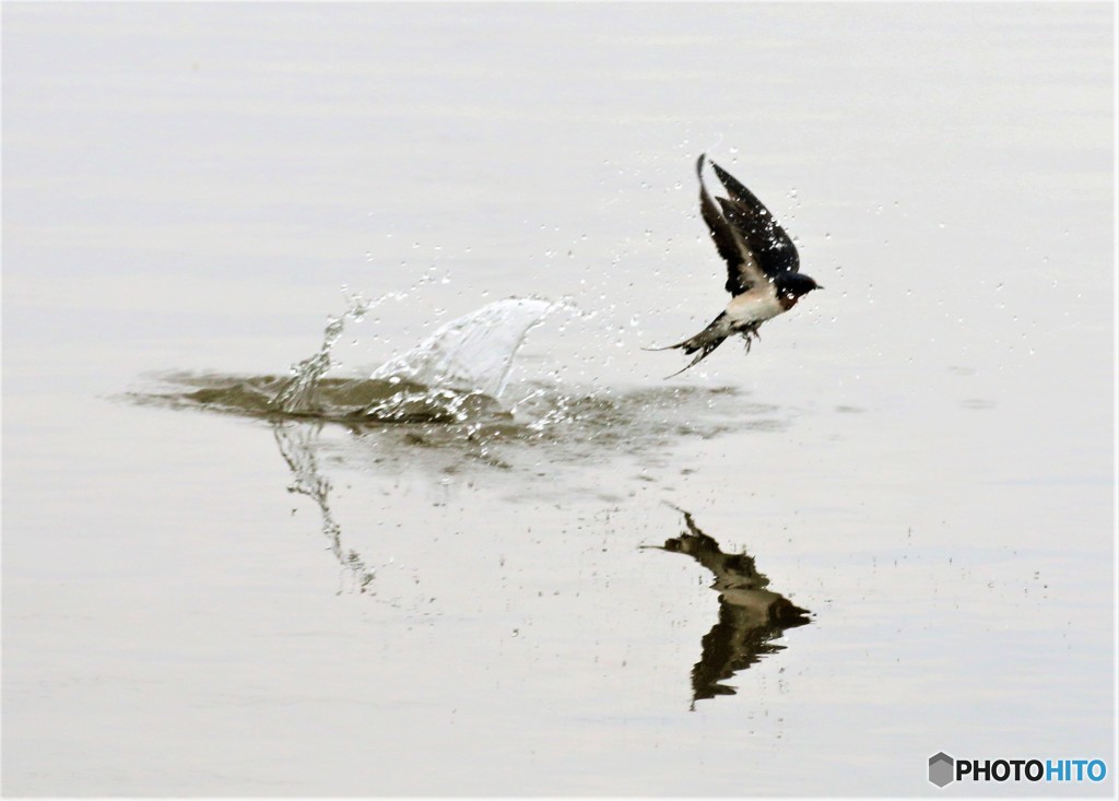 ツバメさんのジャンプ。