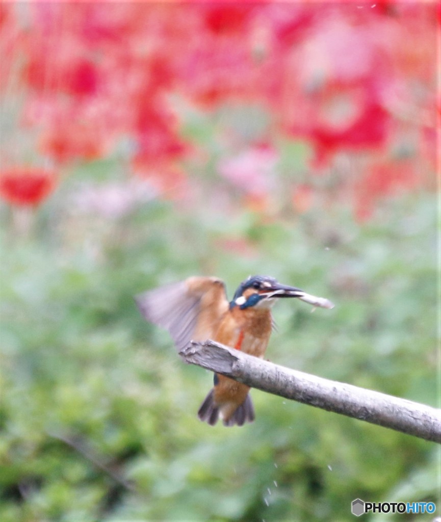カワセミさん。