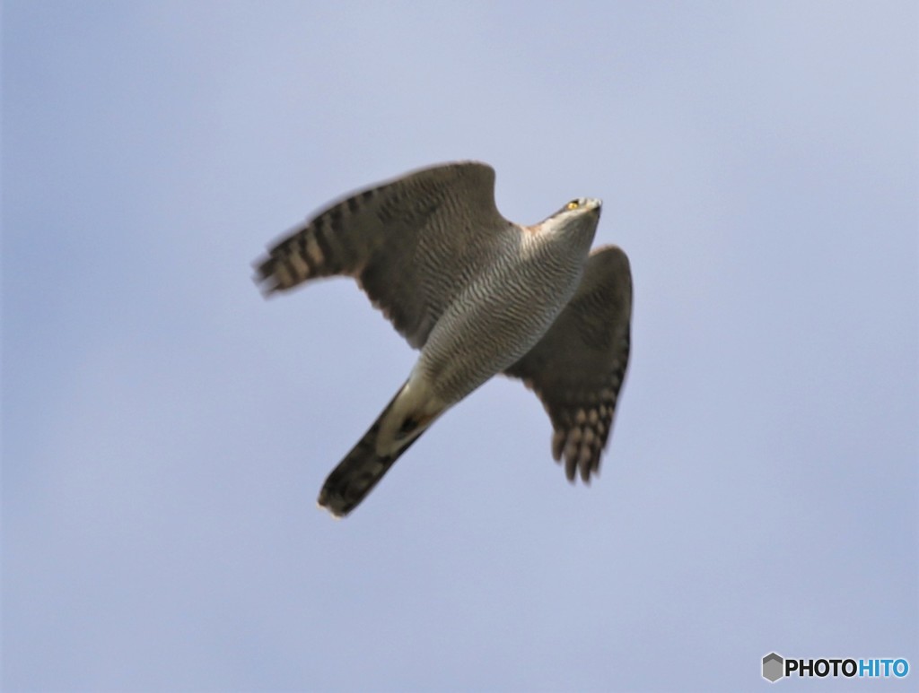 オオタカさん。