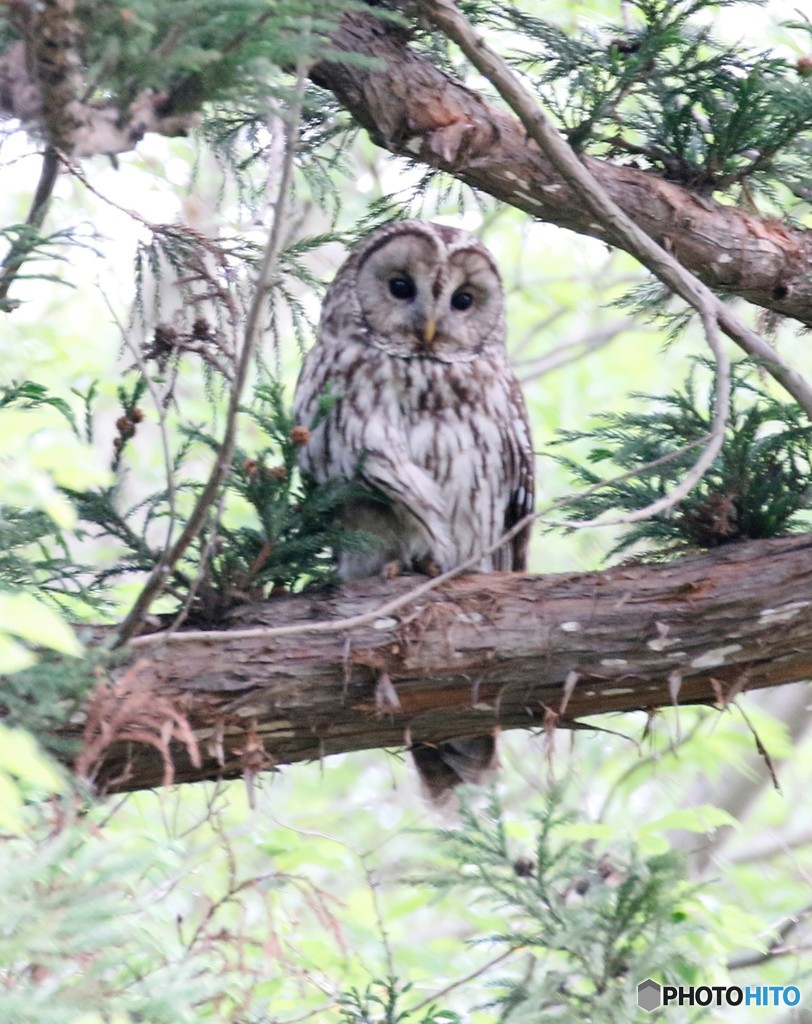 フクロウのお母さんかな・・・。