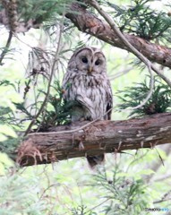 フクロウのお母さんかな・・・。
