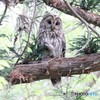 フクロウのお母さんかな・・・。