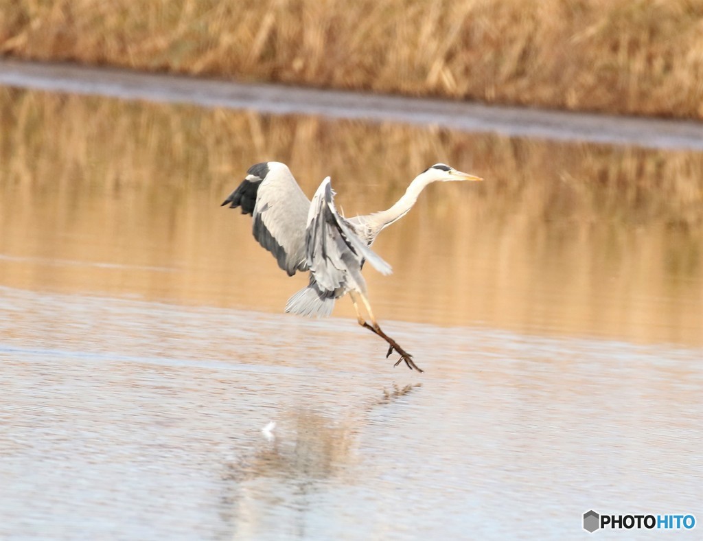 アオサギさん。