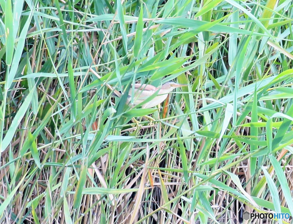 ヨシゴイさん。