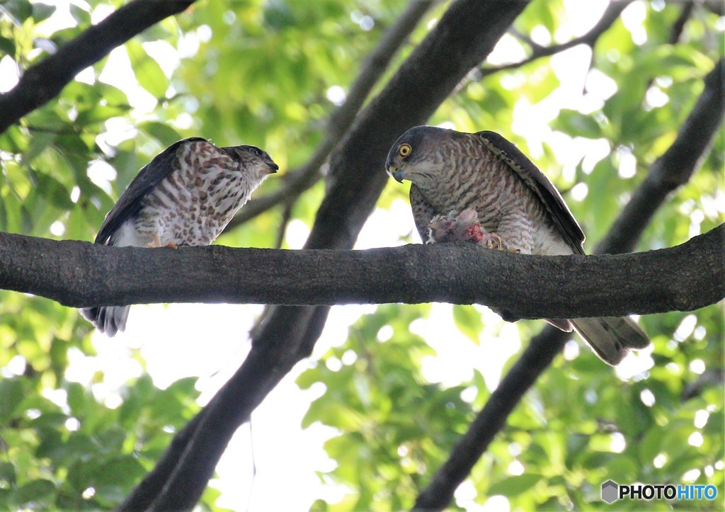 親子でお食事中。
