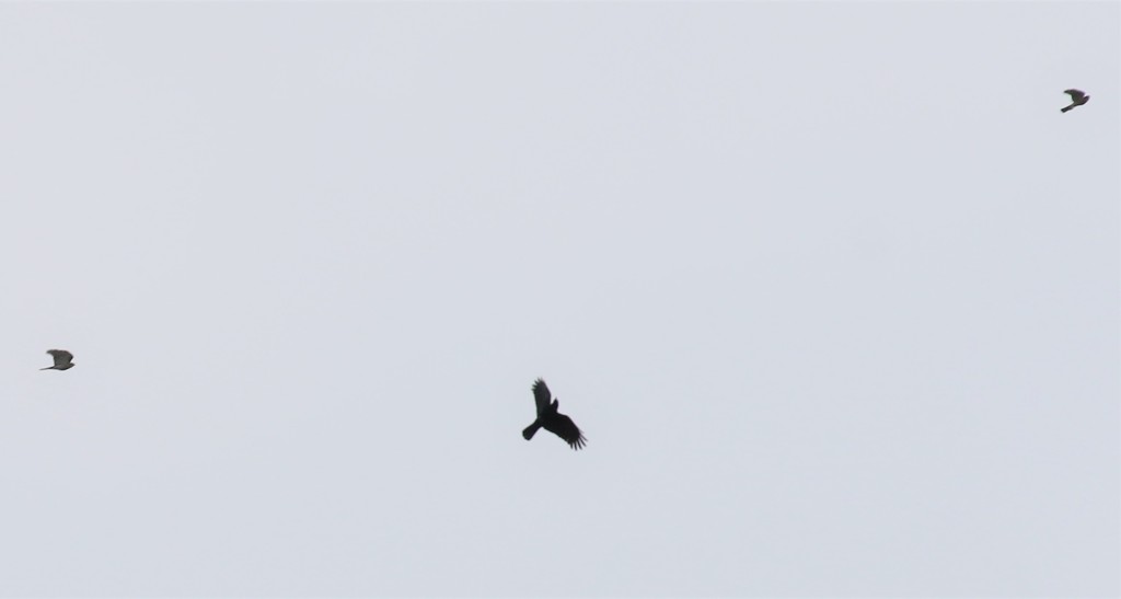 ハシブトガラスさんと小型猛禽類さん。