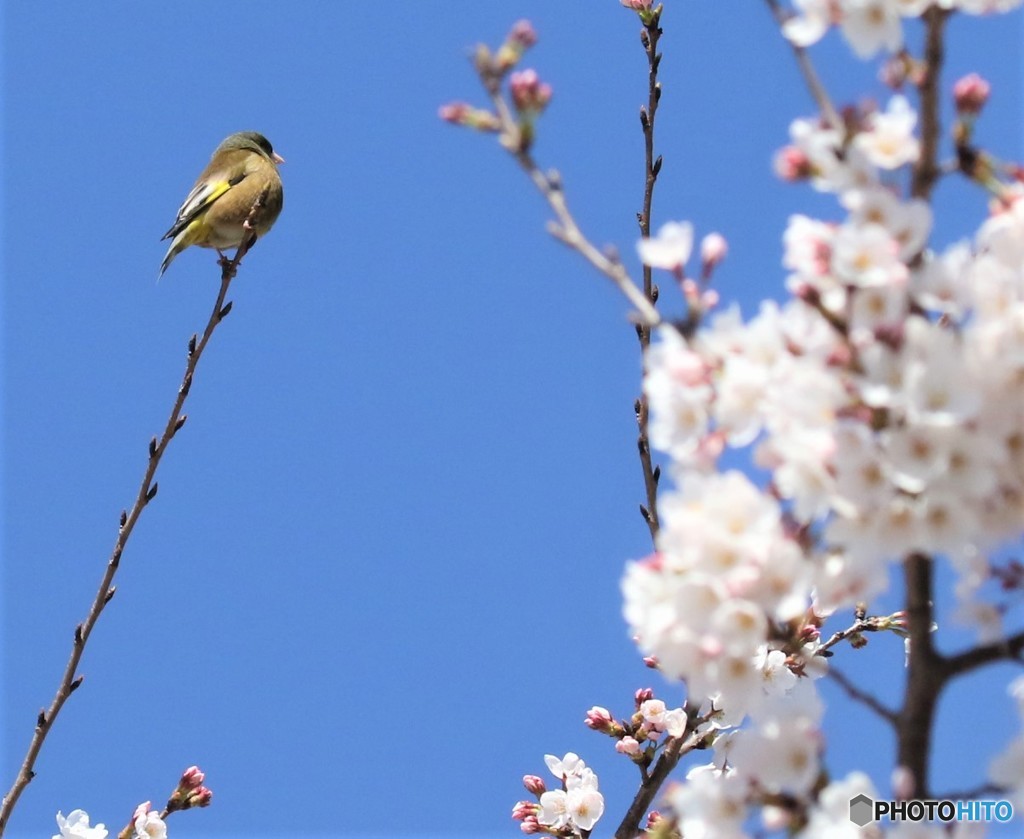 カワラヒワにサクラ。