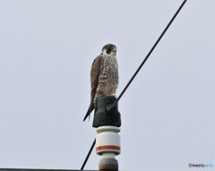 IMG_0051