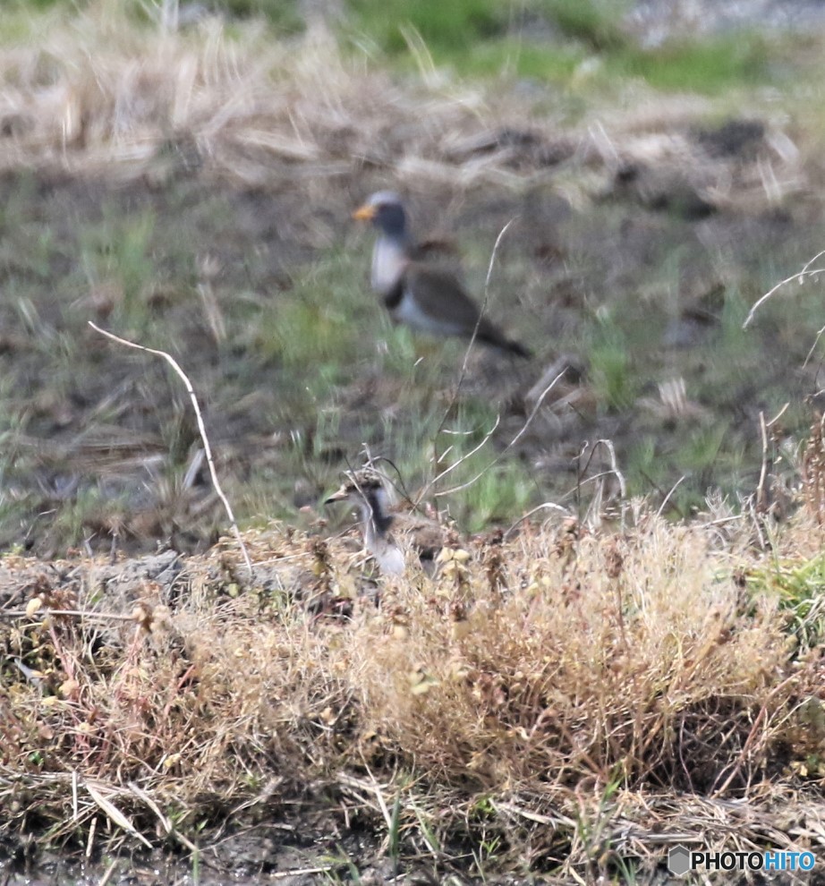 ケリさんの親子。