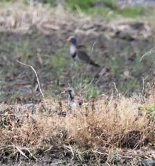 ケリさんの親子。