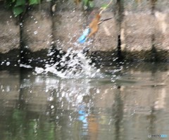 カワセミさん。