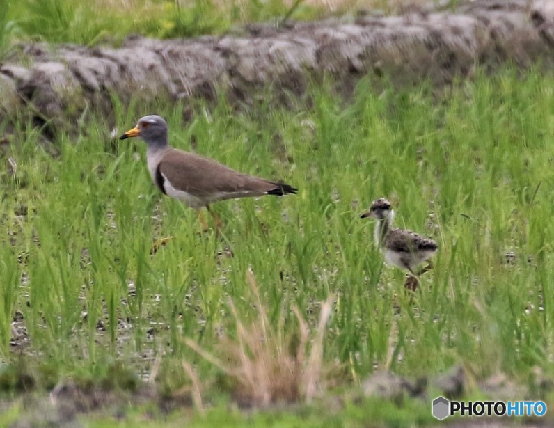 ケリさんの親子。