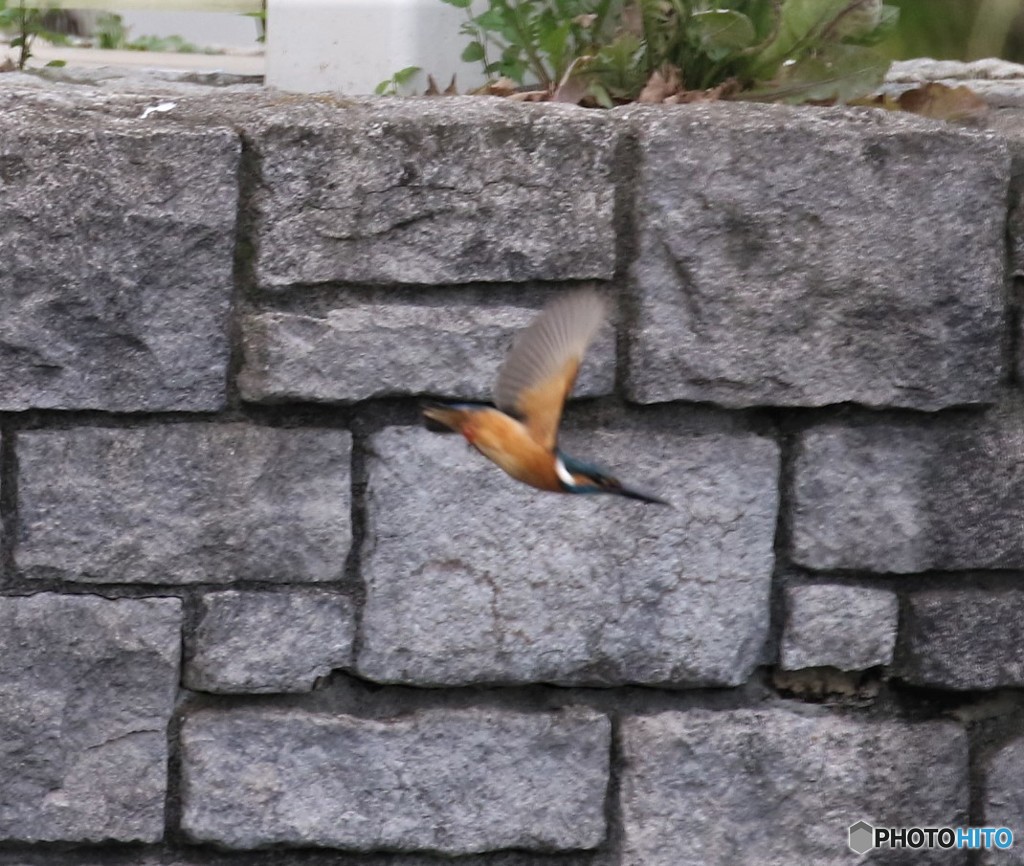 カワセミさん。