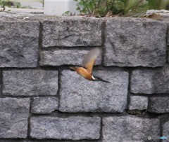 カワセミさん。