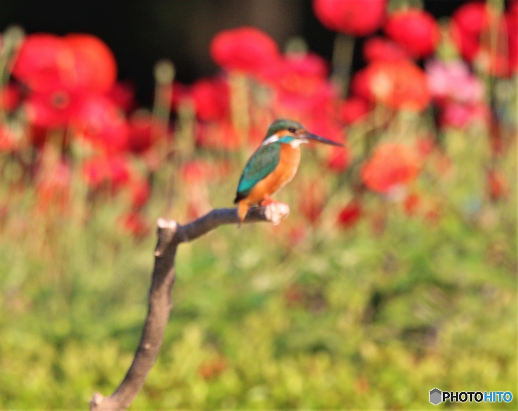 カワセミさん。