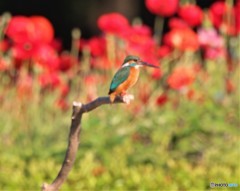 カワセミさん。