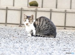 ネコさん。