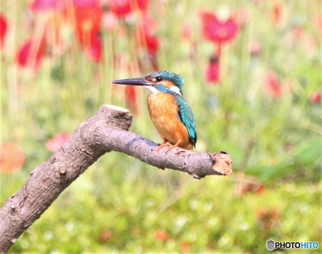 カワセミさん。