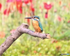 カワセミさん。