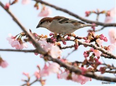 ニュウナイスズメさん。