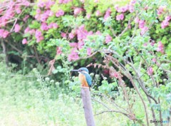 ツツジにカワセミくん。