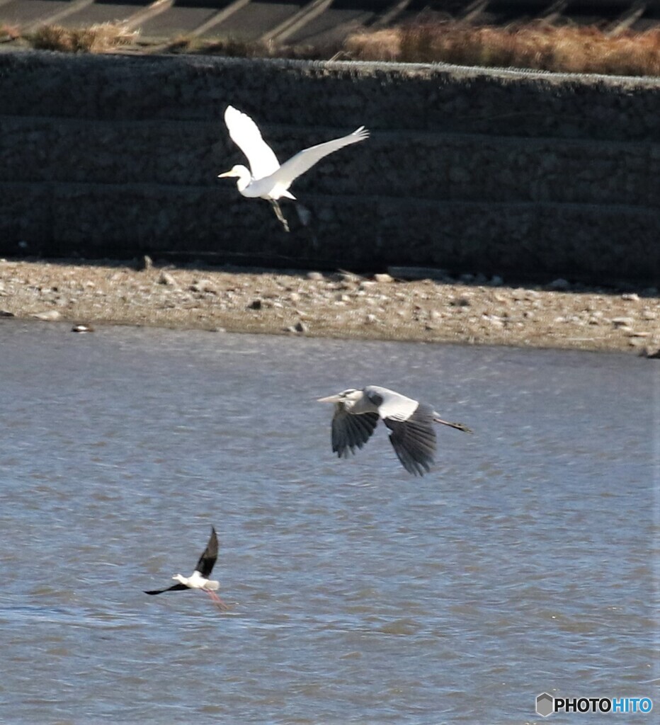 水辺の野鳥・三種。