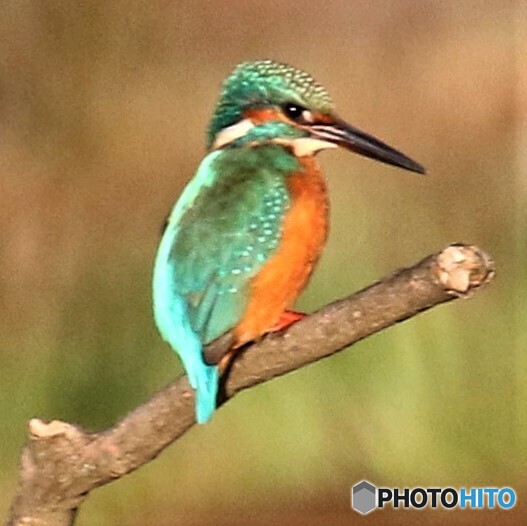 カワセミさん。