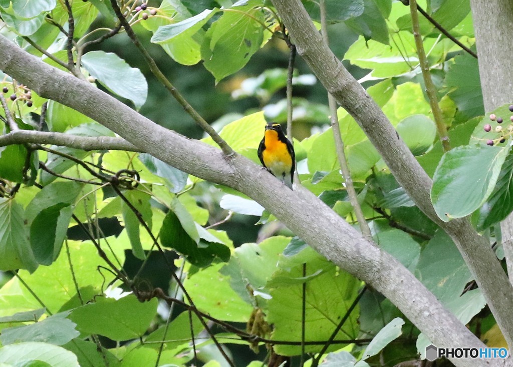 キビタキくん。