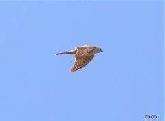 オオタカさんの若。